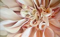 Dahlia 11 by Laurie Koss